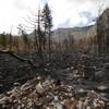 Photo: A burned area is seen near the Cathedral Rock picn Photo: A burned area is seen near the Cathedral Rock picn