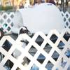 Photo: Live penguins are on display at Photo: Live penguins are on display at