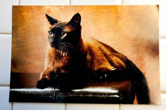 A photograph of a healthy and younger Kia is on display in the home of her devoted owner, Rick Mills, in Las Vegas Monday, August 12, 2013. Kia, a 24-year-old Burmese Siamese, is suffering with pulmonary carcinoma and arthritis, which are taking a fast toll on her health.