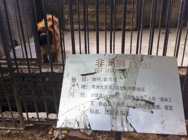 In this photo taken Monday Aug. 12, 2013, a Tibetan mastiff looks out from a cage near a sign which reads "African lion" in Luohe zoo in Luohe in central China's Henan province. Reports say the zoo in the central China city of Luohe attempted to pass off a Tibetan mastiff as a lion. The large breed’s trademark mane gives it a lion-like appearance, but its vocalizations are far closer to a woof than a roar.