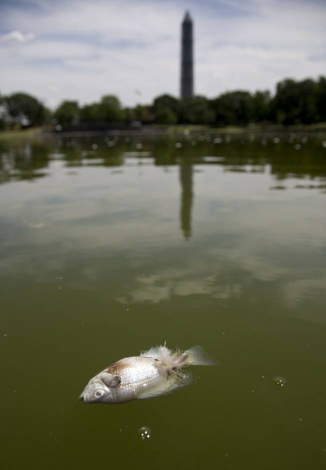A dead fish floats atop the Constitution Gardens Pond on the National Mall in Washington, Thursday, Aug. 15, 2013. The National Park Service says about 1,000 fish have been found dead in a National Mall pond. The park service will tests algae levels in the water at the Constitution Gardens pond on Thursday. The Washington Monument is in the background.