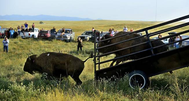 Some of 34 genetically pure bison run down a ramp as they are released onto a 1,000-acre pasture on the Fort Belknap Reservation on Thursday. The relocations are part of an attempt to establish new bison herds while curbing the periodic slaughter of the animals when they leave Yellowstone.