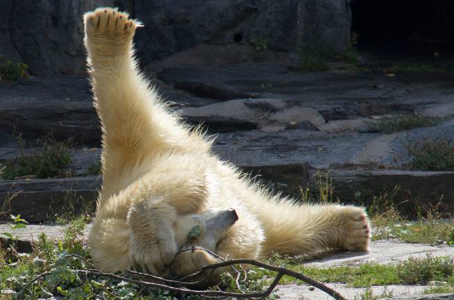 Wolodja, a young male polar bear plays in its enclosure at the animal park in Berlin-Friedrichsfelde, Germany, Friday, Aug. 23, 2013. The two-year-old male bear was born on Nov. 27, 2011 in Moscow and arrived in Berlin on Aug. 9, 2013. In Berlin, Wolodja is meant to be a mate for female polar bear Tonja.