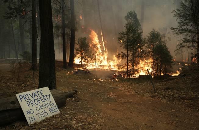 Trees burn as firefighters continue to battle the Rim Fire near Yosemite National Park, Calif., on Sunday, Aug. 25, 2013. With winds gusting to 50 mph on Sierra mountain ridges and flames jumping from treetop to treetop, hundreds of firefighters have been deployed to protect this and other communities in the path of the Rim Fire raging north of Yosemite National Park.
