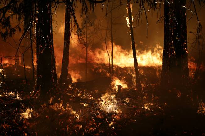 Trees burn in a burnout fire as firefighters continue to battle the Rim Fire near Yosemite National Park, Calif., on Sunday, Aug. 25, 2013. Fire crews are clearing brush and setting sprinklers to protect two groves of giant sequoias as a massive week-old wildfire rages along the remote northwest edge of Yosemite National Park.