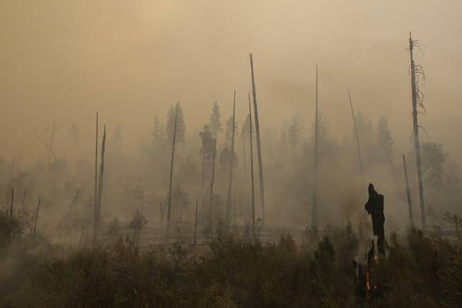 A smoke rises from smoldering trees as firefighters continue to battle the Rim Fire near Yosemite National Park, Calif., on Sunday, Aug. 25, 2013. With winds gusting to 50 mph on Sierra mountain ridges and flames jumping from treetop to treetop, hundreds of firefighters have been deployed to protect this and other communities in the path of the Rim Fire raging north of Yosemite National Park.