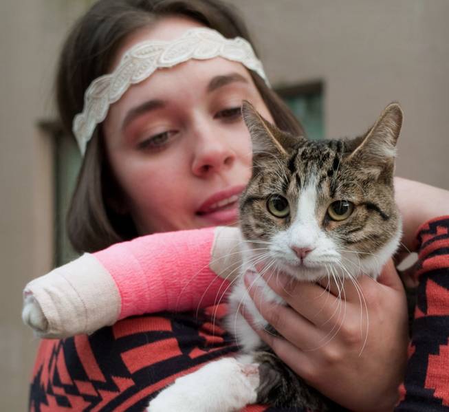 In this Sept. 5, 2013, photo, Stephanie Gustafson holds her 2-year-old female cat, Wasabi, after returning from the veterinarian hospital in Juneau, Alaska. The cat survived a fall from the 11th floor of the Mendenhall Apartment building after chasing a mosquito out the window.
