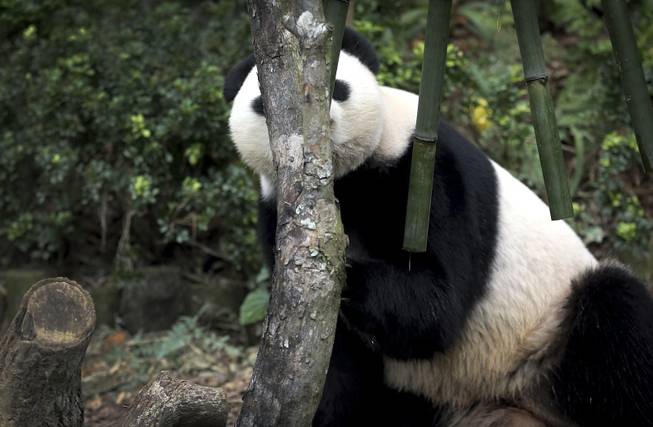 Jia Jia, a female Giant Panda hides behind her birthday treat of bamboo, Friday, Sept. 6, 2013, at the River Safari, part of the Wildlife Reserves and the Singapore Zoo in Singapore. Week-long celebrations were held to mark the first year anniversary of the arrival of two Giant Pandas from China, Kai Kai, and Jia Jia, who incidentally are celebrating their 6th and 5th birthdays, respectively this month. These Giant Pandas are on loan for 10-years as part of a collaboration between China and Singapore to raise awareness for the conservation of these critically endangered species.