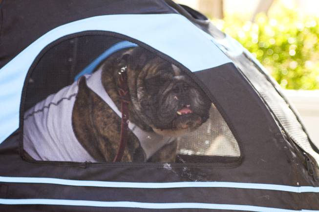 A bulldogs sits inside a doggy stroller before the start of the first annual "Running of the Bulldogs" on Saturday, Sept. 28, 2013. In celebration of National Dog Week (the last week of September), Caesars Palace hosted the inaugural Running of the Bulldogs, where 30 bulldogs competed in a short race towards a doghouse replica of The Colosseum. The owner of the winning bulldog received a two-night PetStay at Caesars Palace and dinner for two at Gordon Ramsay Pub & Grill.