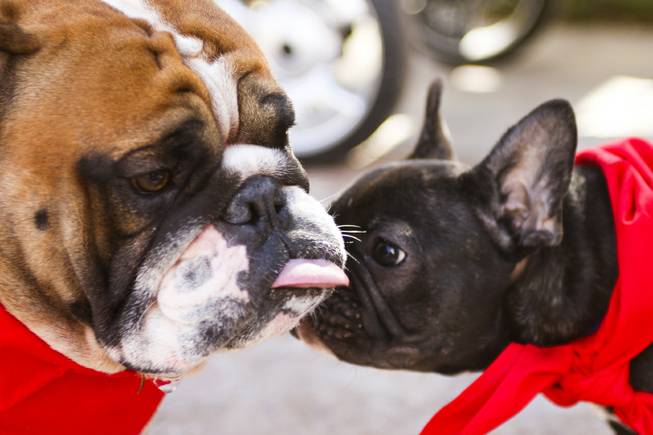 Sparticus, left, and Sir Winston Churchill get to know each other before the start of the first annual "Running of the Bulldogs" on Saturday, Sept. 28, 2013. In celebration of National Dog Week (the last week of September), Caesars Palace hosted the inaugural Running of the Bulldogs, where 30 bulldogs competed in a short race towards a doghouse replica of The Colosseum. The owner of the winning bulldog received a two-night PetStay at Caesars Palace and dinner for two at Gordon Ramsay Pub & Grill.