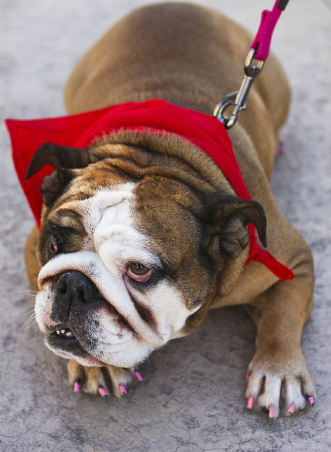 Sophie relaxes prior to the start of the first annual "Running of the Bulldogs" on Saturday, Sept. 28, 2013. In celebration of National Dog Week (the last week of September), Caesars Palace hosted the inaugural Running of the Bulldogs, where 30 bulldogs competed in a short race towards a doghouse replica of The Colosseum. The owner of the winning bulldog received a two-night PetStay at Caesars Palace and dinner for two at Gordon Ramsay Pub & Grill.
