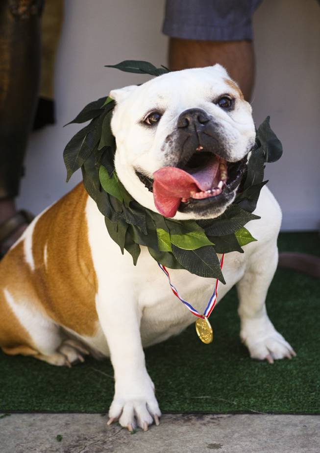 Lola proudly wears her laurel wreath crown and blue ribbon necklace after winning the first annual "Running of the Bulldogs" on Saturday, Sept. 28, 2013. In celebration of National Dog Week (the last week of September), Caesars Palace hosted the inaugural Running of the Bulldogs, where 30 bulldogs competed in a short race towards a doghouse replica of The Colosseum. The owner of the winning bulldog received a two-night PetStay at Caesars Palace and dinner for two at Gordon Ramsay Pub & Grill.