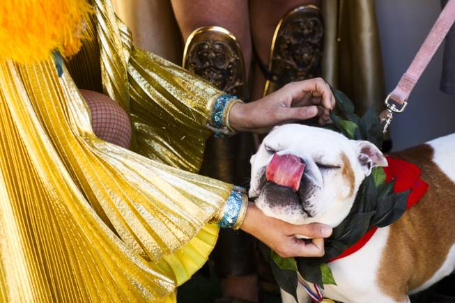 Lola proudly wears her laurel wreath crown as she receives love from Cleopatra after winning the first annual "Running of the Bulldogs" on Saturday, Sept. 28, 2013. In celebration of National Dog Week (the last week of September), Caesars Palace hosted the inaugural Running of the Bulldogs, where 30 bulldogs competed in a short race towards a doghouse replica of The Colosseum. The owner of the winning bulldog received a two-night PetStay at Caesars Palace and dinner for two at Gordon Ramsay Pub & Grill.