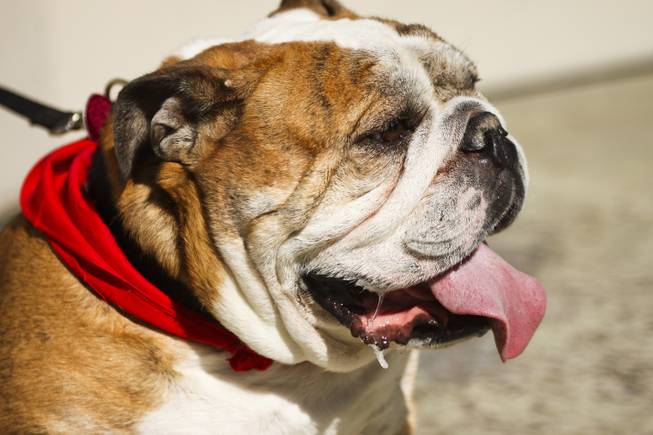 Gus watches as his sister Lola is crowned the first annual "Running of the Bulldogs" champion on Saturday, Sept. 28, 2013. In celebration of National Dog Week (the last week of September), Caesars Palace hosted the inaugural Running of the Bulldogs, where 30 bulldogs competed in a short race towards a doghouse replica of The Colosseum. The owner of the winning bulldog received a two-night PetStay at Caesars Palace and dinner for two at Gordon Ramsay Pub & Grill.