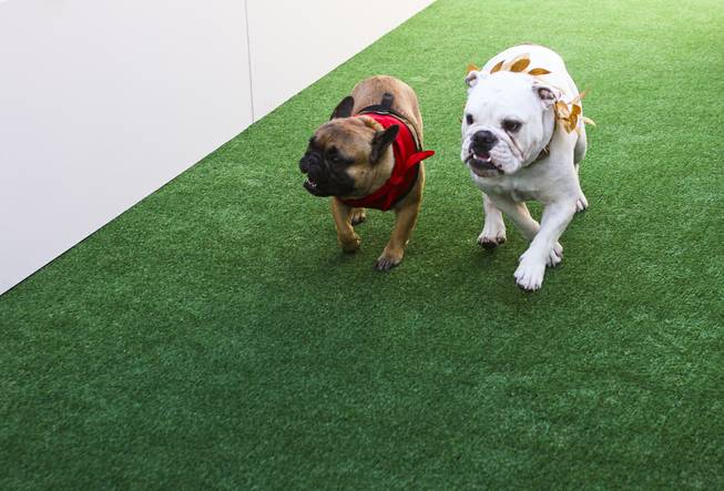 Two bulldogs race to the finish line during the first annual "Running of the Bulldogs" on Saturday, Sept. 28, 2013. In celebration of National Dog Week (the last week of September), Caesars Palace hosted the inaugural Running of the Bulldogs, where 30 bulldogs competed in a short race towards a doghouse replica of The Colosseum. The owner of the winning bulldog received a two-night PetStay at Caesars Palace and dinner for two at Gordon Ramsay Pub & Grill.