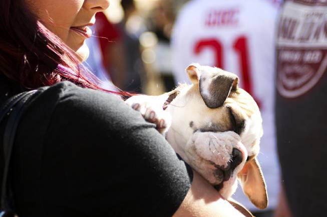 Weezer takes a nap during the first annual "Running of the Bulldogs" on Saturday, Sept. 28, 2013. In celebration of National Dog Week (the last week of September), Caesars Palace hosted the inaugural Running of the Bulldogs, where 30 bulldogs competed in a short race towards a doghouse replica of The Colosseum. The owner of the winning bulldog received a two-night PetStay at Caesars Palace and dinner for two at Gordon Ramsay Pub & Grill.