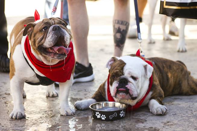 Dexter, left, and brother d'Artagnan sip on water before the start of the first annual "Running of the Bulldogs" on Saturday, Sept. 28, 2013. In celebration of National Dog Week (the last week of September), Caesars Palace hosted the inaugural Running of the Bulldogs, where 30 bulldogs competed in a short race towards a doghouse replica of The Colosseum. The owner of the winning bulldog received a two-night PetStay at Caesars Palace and dinner for two at Gordon Ramsay Pub & Grill.