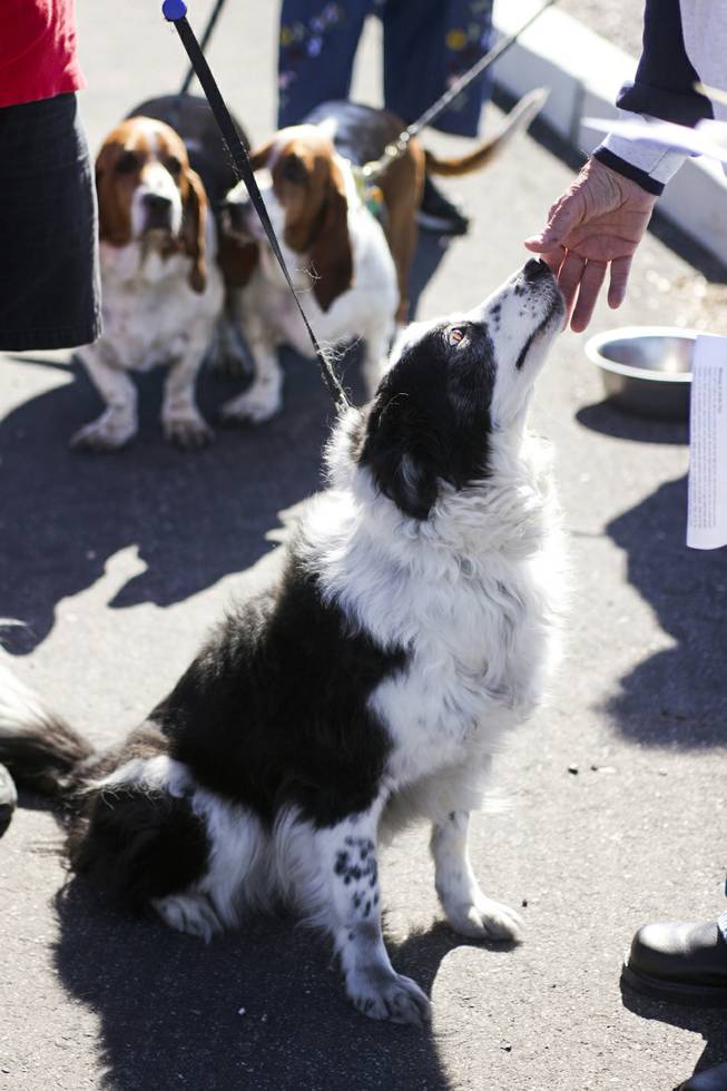 Zip looks up at Pastor David Miller as he's being blessed during a pet blessing ceremony to celebrate the Feast of St. Francis of Assisi, the Catholic patron saint of animals, at New Song Church in Henderson on Saturday, Oct. 5, 2013. In the U.S., St. Francis of Assisi's feast day is celebrated on Oct. 4.