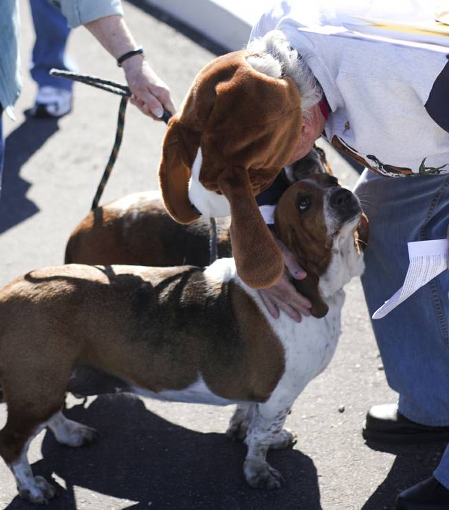 Pastor David Miller blesses his basset hounds during a pet blessing ceremony to celebrate the Feast of St. Francis of Assisi, the Catholic patron saint of animals, at New Song Church in Henderson on Saturday, Oct. 5, 2013. In the U.S., St. Francis of Assisi's feast day is celebrated on Oct. 4.
