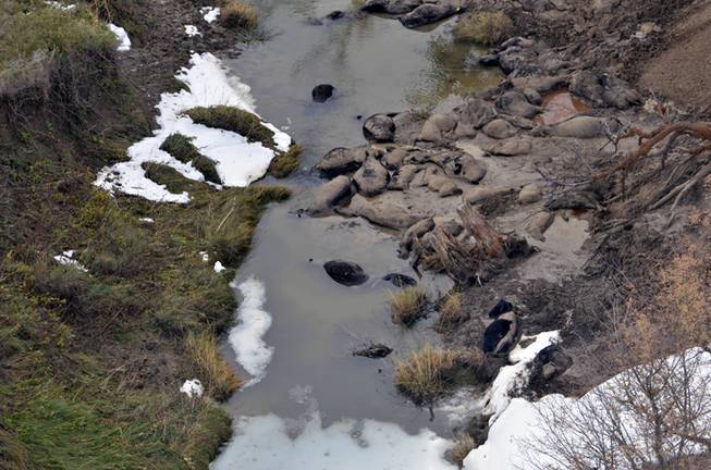 This Thursday, Oct. 10, 2013, file aerial photo shows dead cattle in Sulphur Creek in western South Dakota during a flyover of areas hard hit by a snowstorm that killed thousands of animals. Western South Dakota ranchers are reeling from the loss of tens of thousands of cattle in last weekends blizzard as pits to dispose of the dead animals are set to open Monday, Oct. 14, 2013.