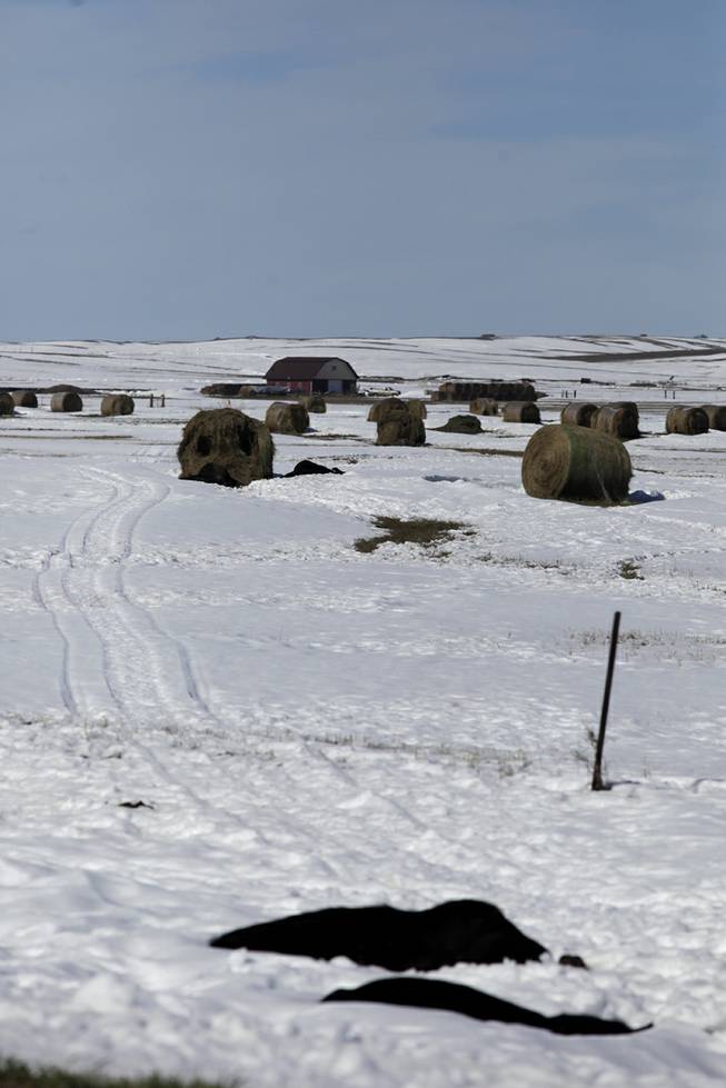 Cattle lay in the foreground near hay bales and in the ditch along Highway 34 east of Sturgis, S.D., on Monday, Oct. 7, 2013. South Dakota Stockgrowers Association Director Silvia Christen says she has talked with ranchers who have lost 20 percent to 50 percent of their cattle.