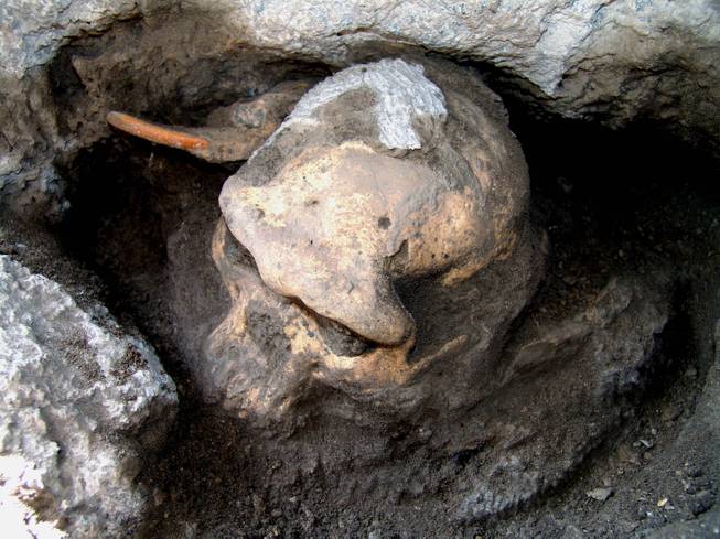This 2005 photo provided by the journal Science shows a 1.8 million-year-old pre-human skull found in the ground at the medieval village Dmanisi, Georgia. It's the most complete ancient hominid skull found to date, and it is the earliest evidence of human ancestors moving out of Africa and spreading north to the rest of the world, according to a study published Thursday, Oct. 17, 2013, in the journal Science. Next to it is a large rodent tooth for comparison.