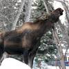 Photo: A moose grazes on trees Saturday, Feb. 18, 2012, a Photo: A moose grazes on trees Saturday, Feb. 18, 2012, a