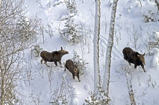This January 2013 photo provided by Rolf Peterson shows a female moose and her 9-month-old twin calves on Isle Royale in Michigan. The parks moose population was estimated at 975 this year and is growing because of improving forage supplies and a drop in the number of wolves that prey on moose.