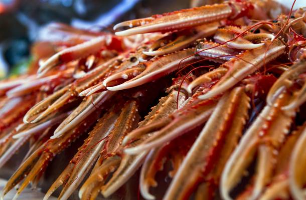 Milos is featuring fresh langoustino, which arrived an hour before being prepared and was still moving Wednesday Oct. 23, 2013.