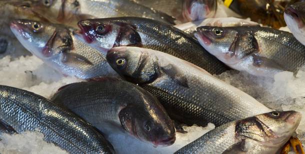 Mediterranean sea bass is on ice and ready for Milos customers to dine on Wednesday Oct. 23, 2013.