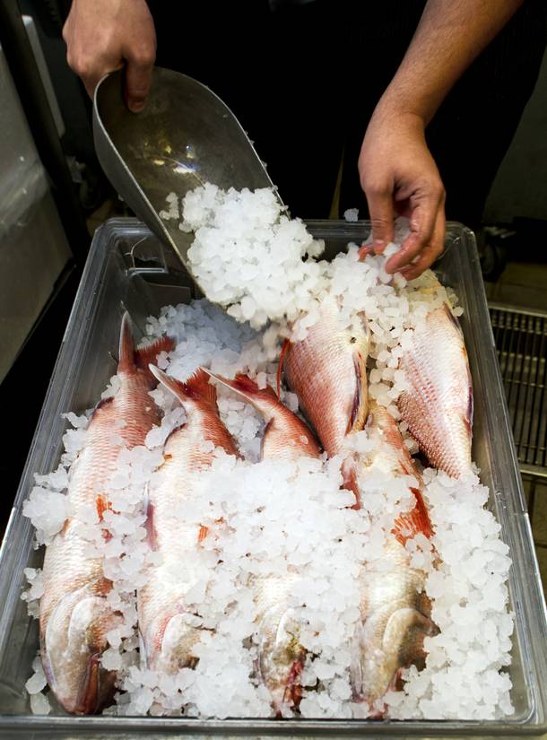Milos chef Nikos Georgousis ices down fresh lithrini he just unwrapped Wednesday Oct. 23, 2013.