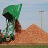 Photo: A dump wagon adds freshly gathered corn cobs to a Photo: A dump wagon adds freshly gathered corn cobs to a