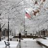 Photo: A woman walks dogs through the snow-covered limbs Photo: A woman walks dogs through the snow-covered limbs