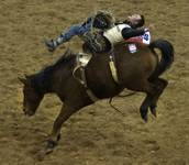 Bareback rider Steven Peebles is bucked back during Round 3 of the 2013 Wrangler National Finals Rodeo at the Thomas & Mack Center at UNLV on Saturday, Dec. 7, 2013. Bareback rider Steven Peebles is bucked back during Round 3 of the 2013 Wrangler National Finals Rodeo at the Thomas & Mack Center at UNLV on Saturday, Dec. 7, 2013.
