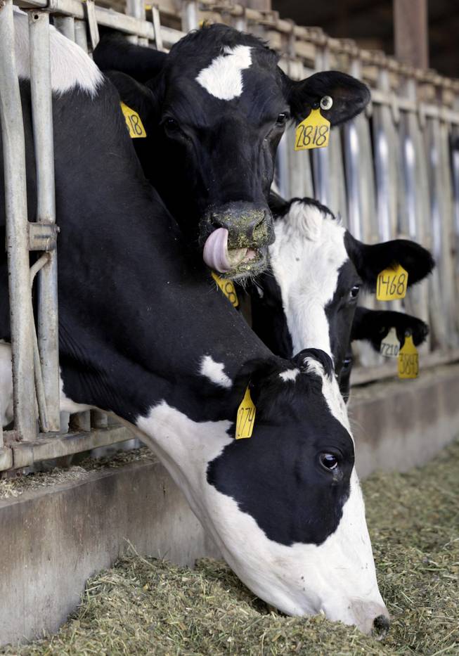 Cows feed in their pens at the Lakeside Dairy in Hanford, Calif., Dec. 12, 2013. Lakeside Dairy is owned and operated by third-generation dairyman, Mike Monteiro, who is opposed to California's planned high-speed rail project that would connect San Francisco to Los Angeles.