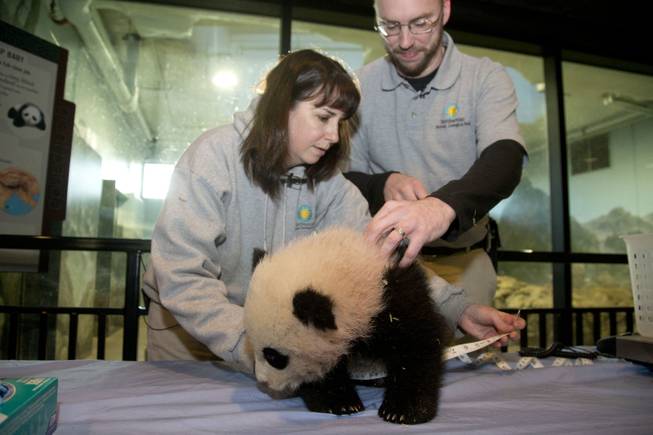 Bao Bao, the four and a half month old giant panda cub has her abdominal girth measured by biologist Laurie Thompson and animal keeper Marty Dearie at the Smithsonian's National Zoo in Washington, Tuesday, Jan. 7, 2014. Bao Bao, who now weighs 17.38 pounds (7.9 pounds), was born to the zoo's female giant panda Mei Xiang and male giant panda Tian Tian.