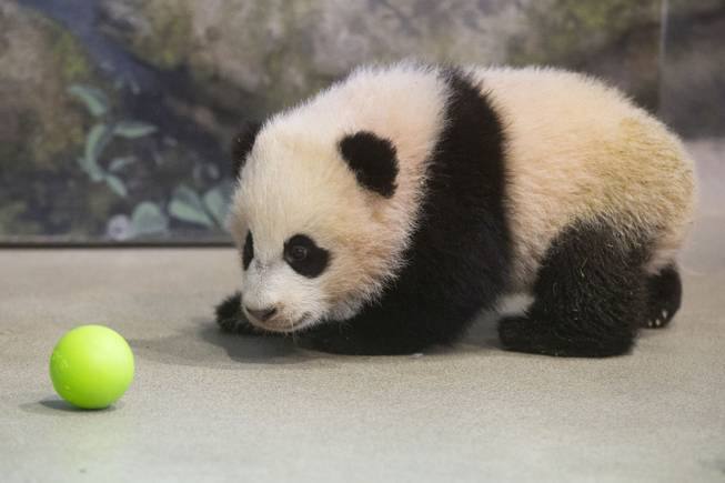 Bao Bao, the four and a half month old giant panda cub, looks at a plastic ball as she trains with animal keepers inside her habitat at the Smithsonian's National Zoo in Washington, Tuesday, Jan. 7, 2014. Bao Bao, who now weighs 17.38 pounds (7.9 pounds), was born to the zoo's female giant panda Mei Xiang and male giant panda Tian Tian.