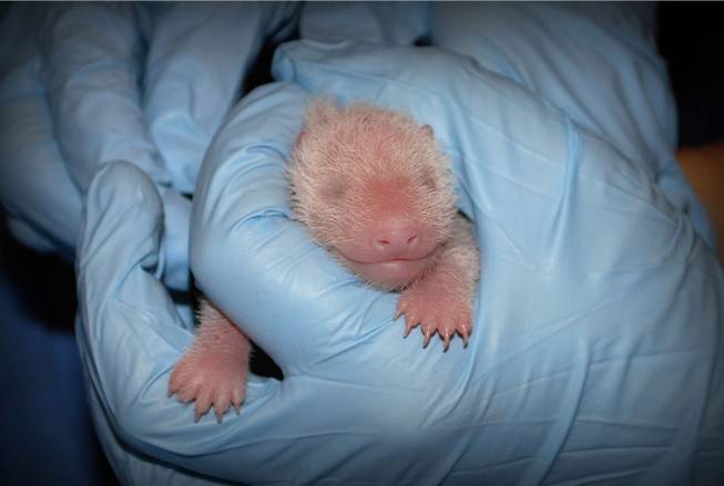 In this photo provided by the Smithsonian's National Zoo, a member of the panda team at the Smithsonians National Zoo performs the first neonatal exam Sunday, Aug. 25, 2013, on a giant panda cub born Friday, Aug. 23, in Washington. The cub appeared to be in excellent health, zookeepers reported after a 10-minute physical exam Sunday morning.