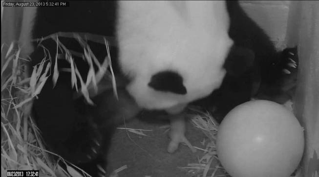In this image from video provided by the Smithsonian National Zoo, Mei Xiang gives birth to a cub two hours after her water broke Friday, Aug. 23, 2013, at the National Zoo in Washington. The zoo has been on round-the-clock panda watch since Aug. 7, when Mei Xiang began showing behavioral changes consistent with a pregnancy or pseudopregnancy.
