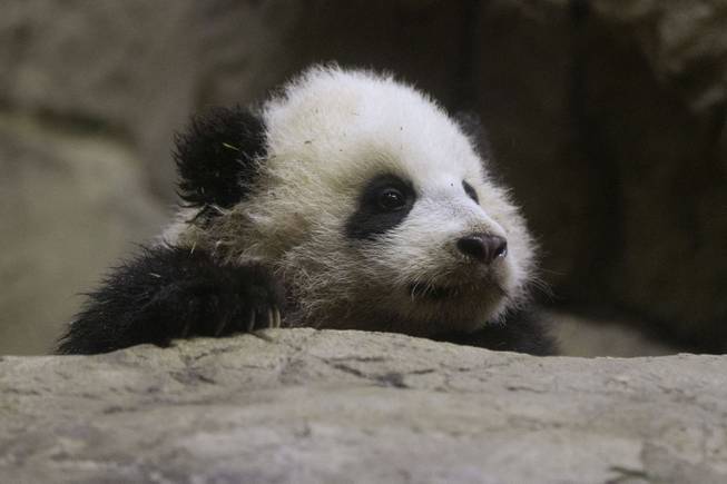 Bao Bao, the four and a half month old giant panda, makes her public debut at an indoor habitat at the National Zoo in Washington, Monday, Jan. 6, 2014. Bao Bao, who now weighs 16.9 pounds (7.65 kilograms), was born to the zoo's female giant panda Mei Xiang and male giant panda Tian Tian.
