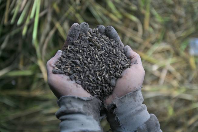 A farmer holds grains of rice from the field that is damaged by volcanic ash from the eruption of Mount Sinabung in Sibintun, North Sumatra, Indonesia, Thursday, Jan. 9, 2014. The volcano has sporadically erupted since September, forcing thousands of people who live around it's slopes to flee their homes.