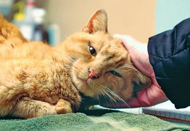 Piper gets a checkup at the Findlay Animal Hospital on Friday, Jan 10, 2014, in Findlay, Ohio. Piper spent at least three winter days in a northwest Ohio drainpipe before groundskeepers at a school cut through the pipe Friday to free the orange cat, which was muddy, emaciated and hypothermic.