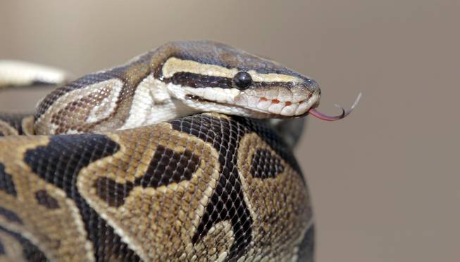A pythonis is prepared for transport Wednesday Jan. 29, 2014, in Santa Ana, Calif., at the home of William Buchman. Buchman has been arrested for investigation of neglect in the care of animals, after authorities found at least 300 living and dead pythons in plastic bins inside Buchman's stench-filled suburban home.