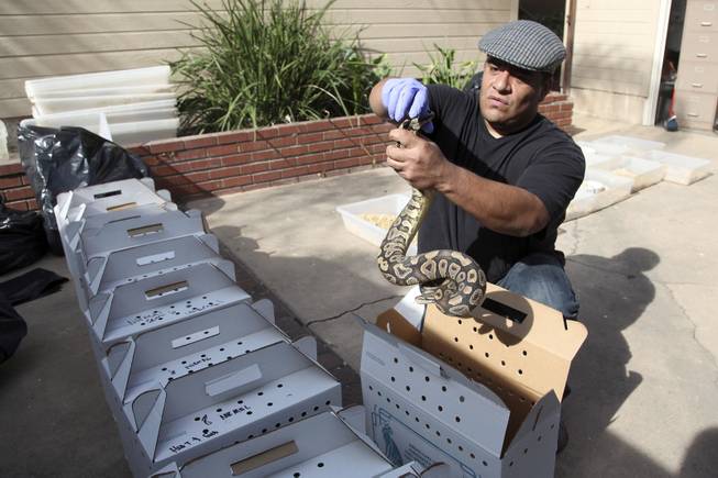 Tommy Munoz, with Herpetology Association Rescue prepares a python for transport Wednesday Jan. 29, 2014 in Santa Ana, Calif., at the home of William Buchman, who has been arrested for investigation of neglect in the care of animals, after authorities found at least 300 living and dead pythons in plastic bins inside Buchman's stench-filled suburban home.