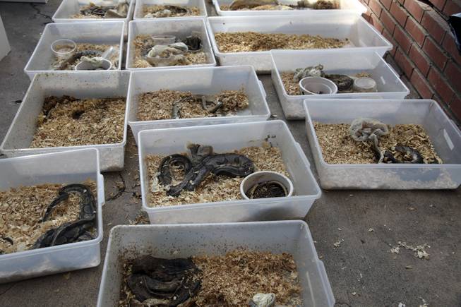 Dead snakes are shown at the home of William Buchman, Wednesday Jan. 29, 2014 in Santa Ana, Calif. Buchman has been arrested for investigation of neglect in the care of animals, after authorities found at least 300 living and dead pythons in plastic bins inside Buchman's stench-filled suburban home.
