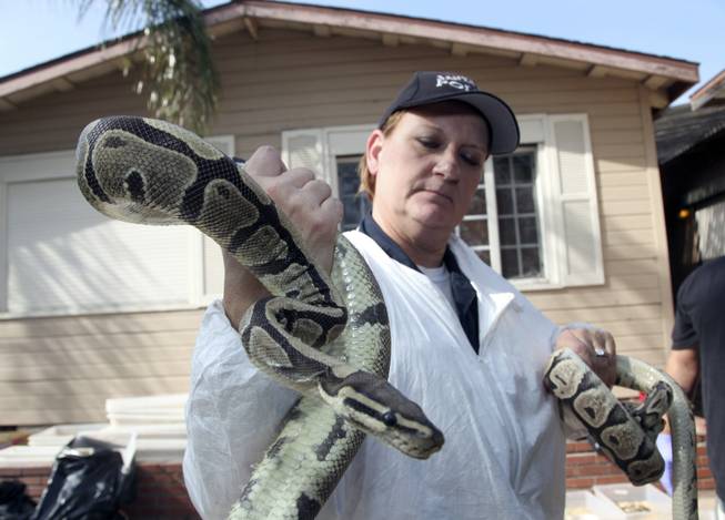 Santa Ana Police Officer Sondra Berg holds a python Wednesday Jan. 29, 2014, in Santa Ana, Calif., after serving a warrant on the home of William Buchman, who has been arrested for investigation of neglect in the care of animals, after authorities found at least 300 living and dead pythons in plastic bins inside Buchman's stench-filled suburban home.