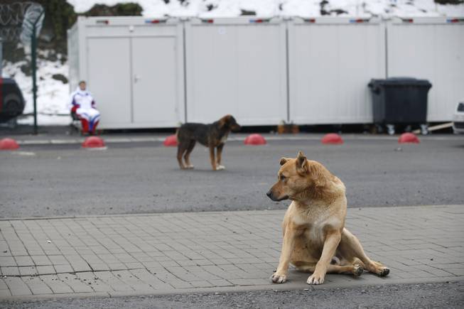 Stray dogs sit outside the Rosa Khutor Extreme Park course, a venue for the snowboarding and freestyle competitions of the 2014 Winter Olympics, in Sochi, Russia, Monday, Feb. 3 2014. A pest control company which has been killing stray dogs in Sochi for years told The Associated Press on Monday that it has a contract to exterminate more of the animals throughout the Olympics.