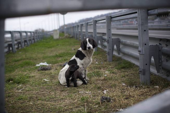 In this photo taken on Thursday, Nov. 28, 2013, a stray dog and its puppy sit behind the railings in the middle of a highway outside Sochi, Russia. As the Winter Games are getting closer, many Sochi residents are complaining that their living conditions only got worse and that authorities are deaf to their grievances.