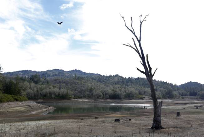 In this photo taken Tuesday, Feb. 4, 2014, is the Centennial Reservoir, one of the two water sources for the city of Willits, Calif. In the midst of a historic drought, the reservoir is only one-third full, forcing Willits city leaders to ban lawn watering, car washing, and mandated all residents to cut water use.