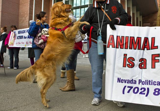 Kimberly Tulman and her dog Hannah with the Nevada Political Action for Animals protest during the rally outside the Clark County Justice Center prior to an appearance by Gloria Lee Wednesday, Feb. 5, 2014. Lee is accused of arson and animal cruelty in connection with a fire at her pet store, Prince and Princess Pet Boutique.